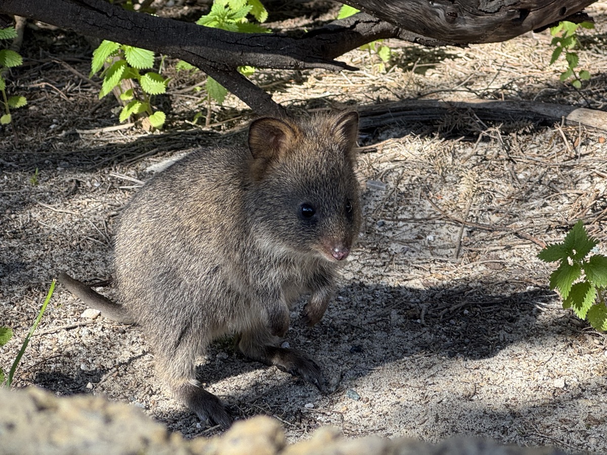 Quokka - the happiest animal